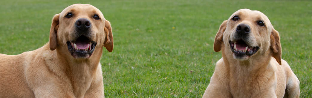 Two Labrador dogs sitting on grass 